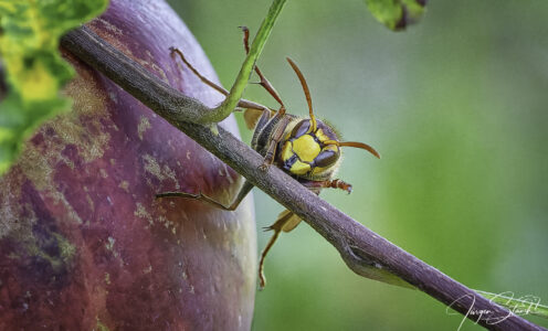 Hornissen im Garten