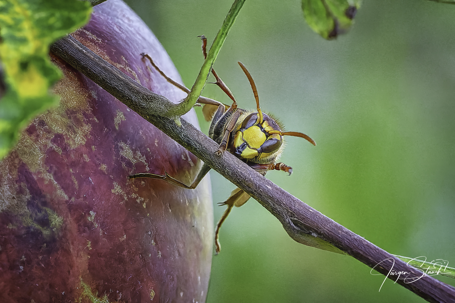 Hornissen im Garten