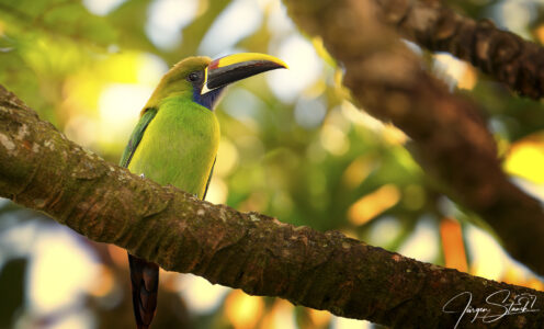 Traumreise Costa Rica