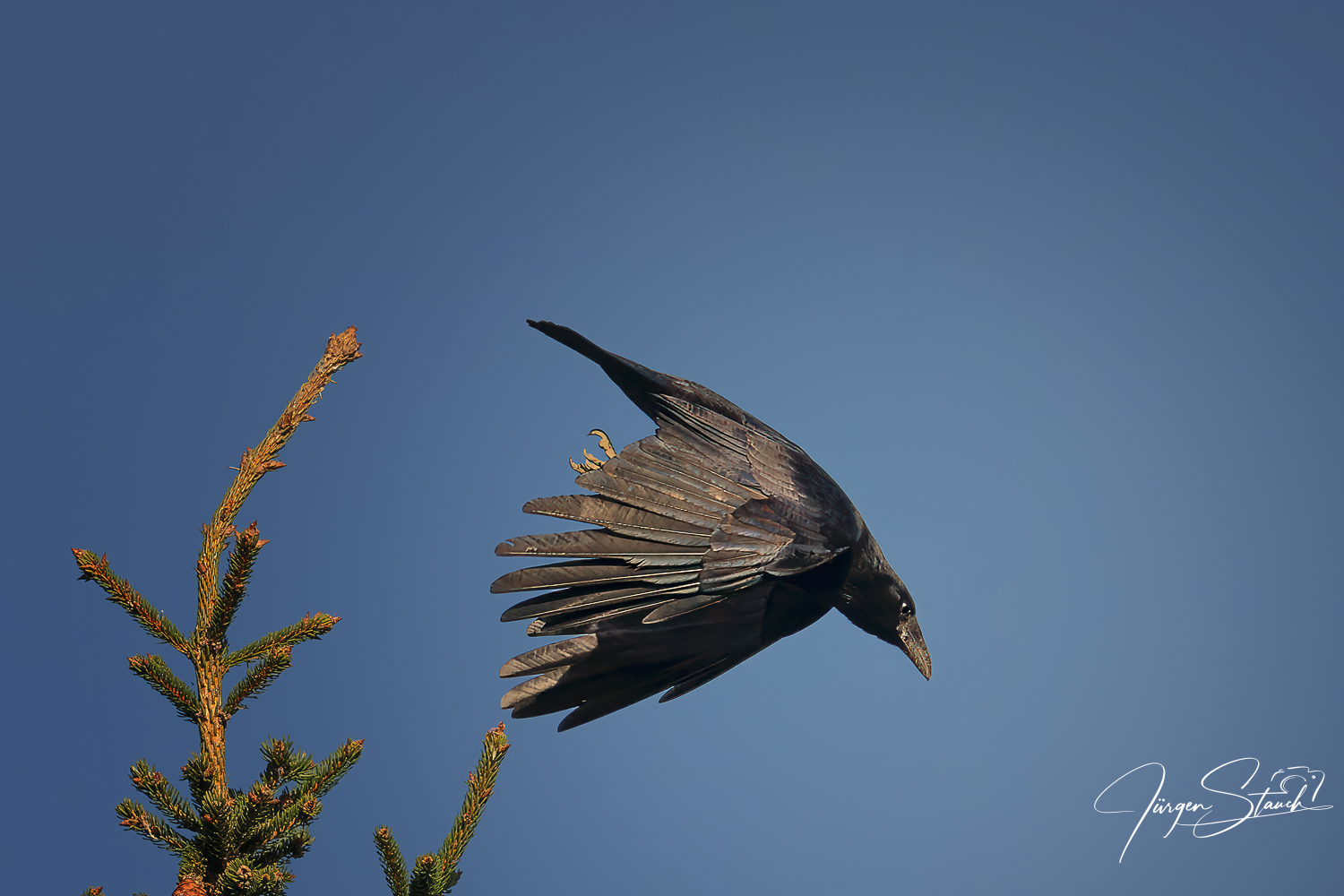 Rabenkrähe statt Eisvogel